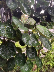 Polyscias scutellaria