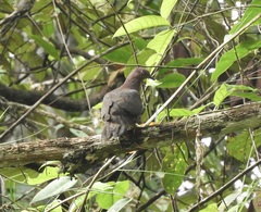 Patagioenas plumbea