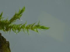 Hygroamblystegium