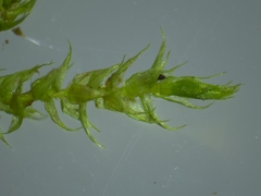 Hygroamblystegium