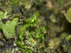 Hygroamblystegium