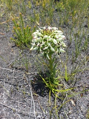 Disa bivalvata