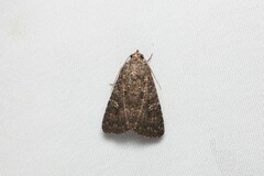 Hypoperigea tonsa