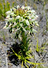 Disa bivalvata