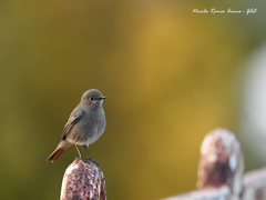 Phoenicurus ochruros