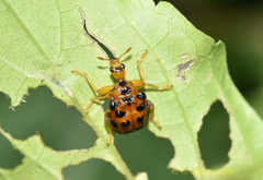 Agomadaranus pardaloides