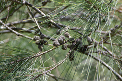 Allocasuarina