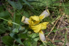 Iris variegata