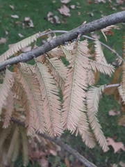 Metasequoia glyptostroboides