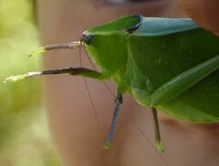 Stilpnochlora quadrata