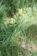 Iris variegata