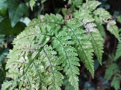 Dryopteris aemula
