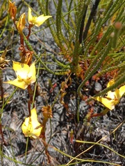 Disa tenuifolia