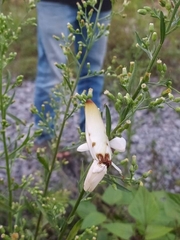 Hymenopus coronatus