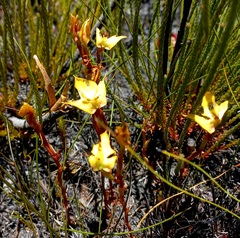 Disa tenuifolia