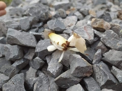 Hymenopus coronatus
