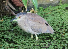 Nycticorax nycticorax