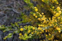 Acacia glandulicarpa