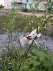 Hymenopus coronatus