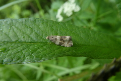 Olethreutes umbrosana