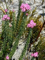 Lachnospermum umbellatum