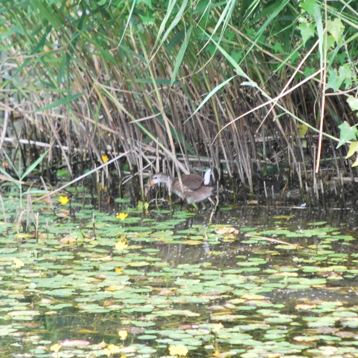 Common Moorhen
