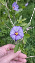 Lycianthes rantonnetii