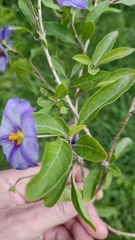 Lycianthes rantonnetii