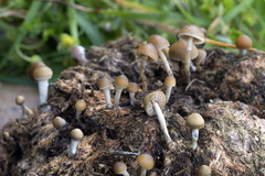 Psilocybe fimetaria