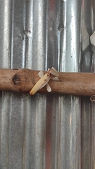 Hymenopus coronatus