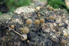 Psilocybe fimetaria