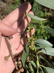Eucalyptus viminalis pryoriana