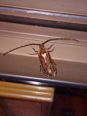 Prionoplus reticularis