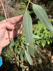 Eucalyptus viminalis pryoriana