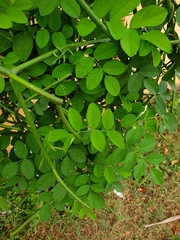Clitoria ternatea albiflora