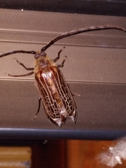 Prionoplus reticularis