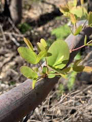 Eucalyptus viminalis pryoriana