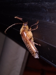 Prionoplus reticularis