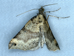 Anachloris uncinata