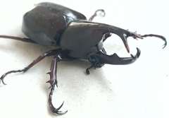 Xylotrupes gideon gideon