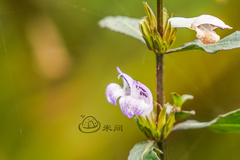Hygrophila ringens