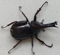 Xylotrupes gideon gideon