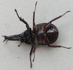 Xylotrupes gideon gideon