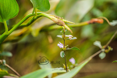 Hygrophila ringens