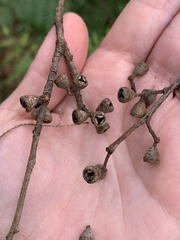Eucalyptus ovata