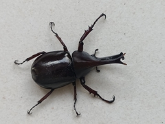 Xylotrupes gideon gideon