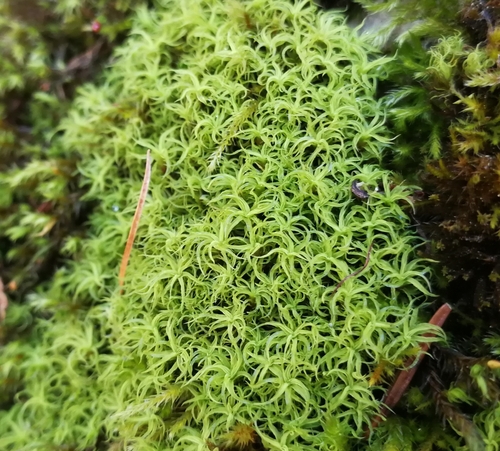 závitovka skrútená (Tortella tortuosa)