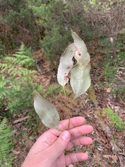 Eucalyptus ovata