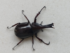 Xylotrupes gideon gideon