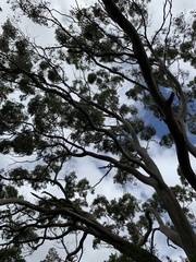 Eucalyptus ovata